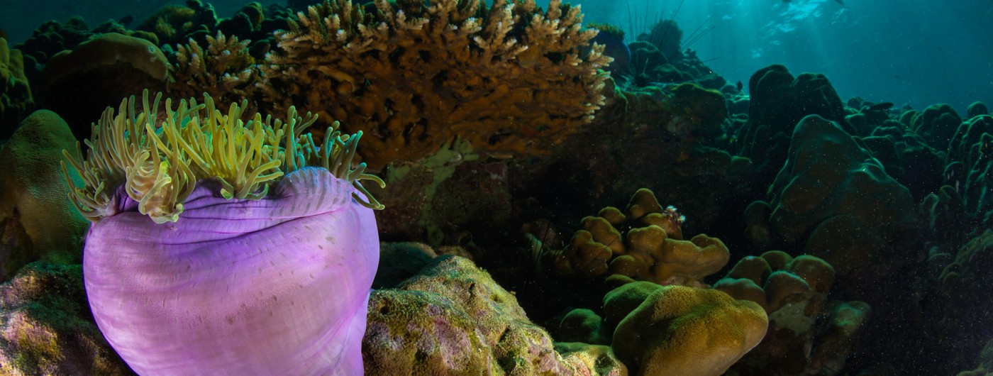 Las inmersiones en el Mar Rojo, destino de interés para los buceadores